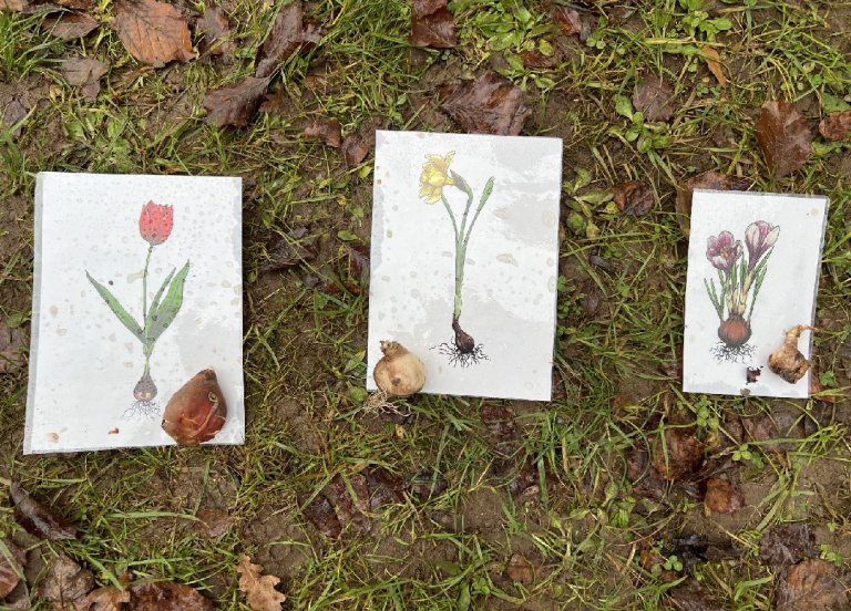 zwiebelarten zwiebelarten